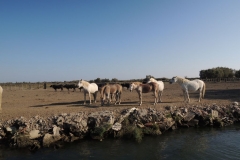 Provence Camargue koně